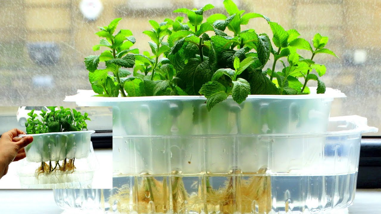 How To Grow Mint Without Soil In Water/ Easy Method To Grow Mint From Cutting /Mint Hydroponic #74