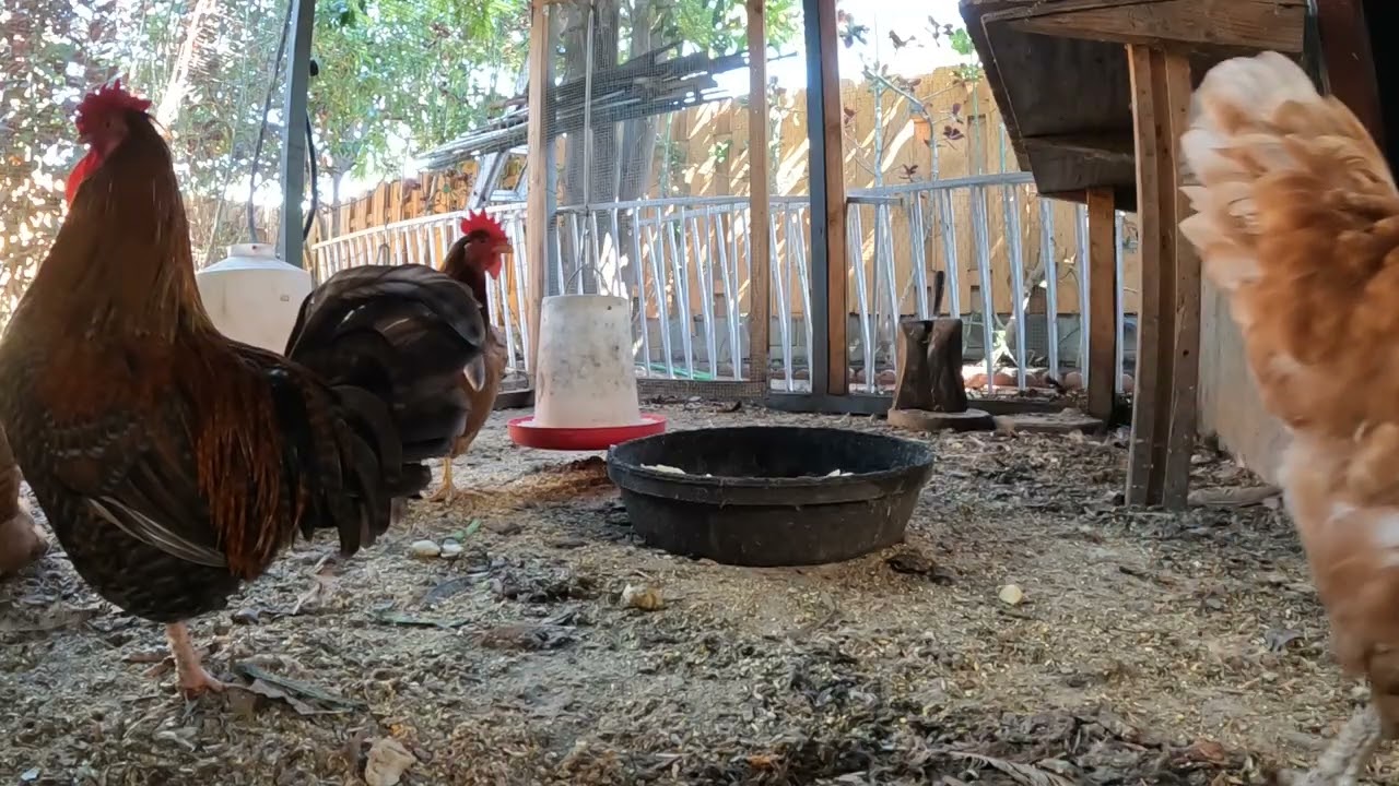 Backyard Chickens Continuous Sounds Noises Hens Clucking Roosters Crowing!
