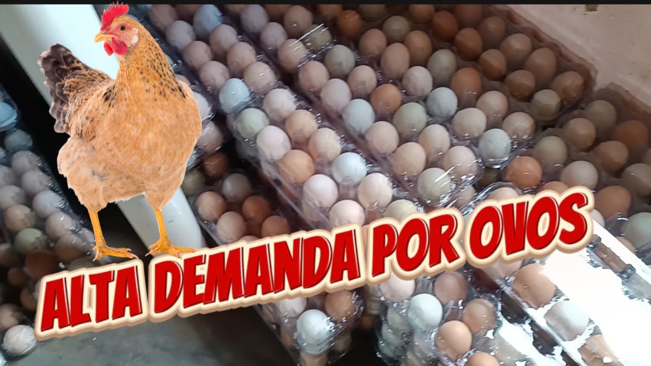 PORQUE A DEMANDA POR OVOS AUMENTA NESSA ÉPOCA?