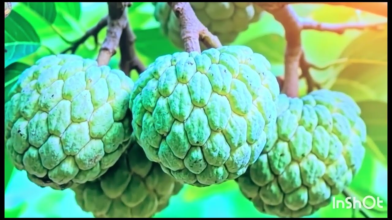 #deliciousfruits #beautifulnature 