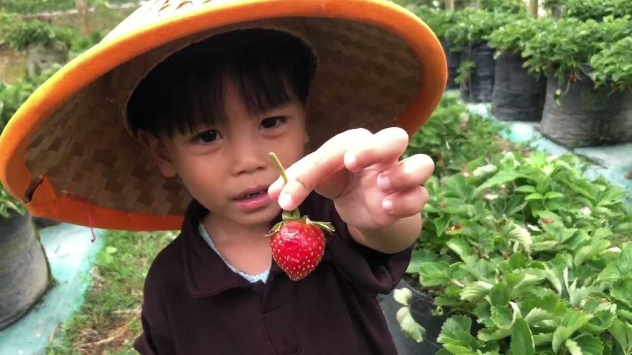 Memetik Strawberry Di Kebun Yang Indah