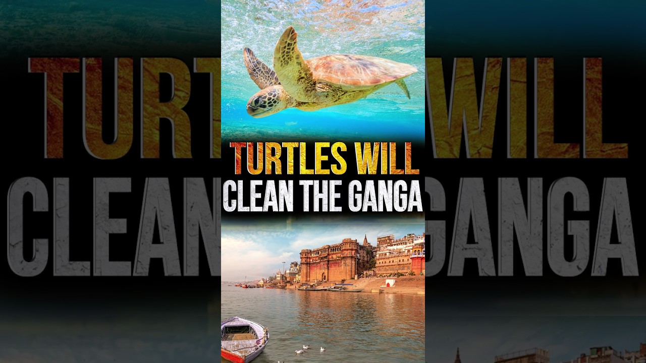Turtles will Clean the Ganga River?