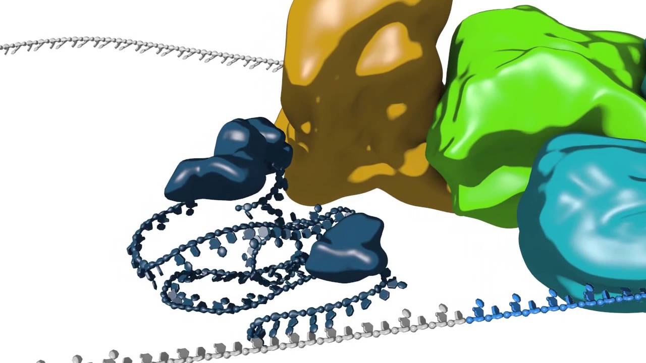 mRNA splicing