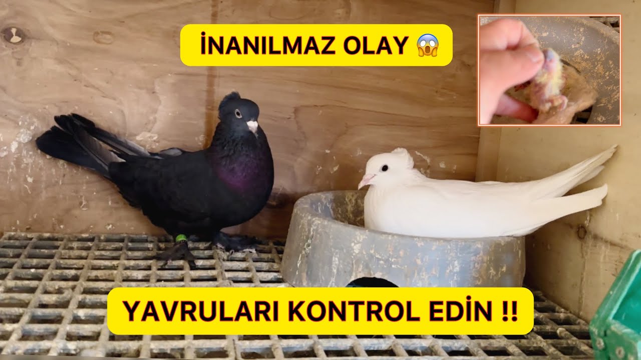 BİR GÜNLÜK YAVRUYU ÖLÜMDEN KURTARDIM !! SEBEBİ İNANILMAZ ! Taklacı Güvercin Oyunkuşu