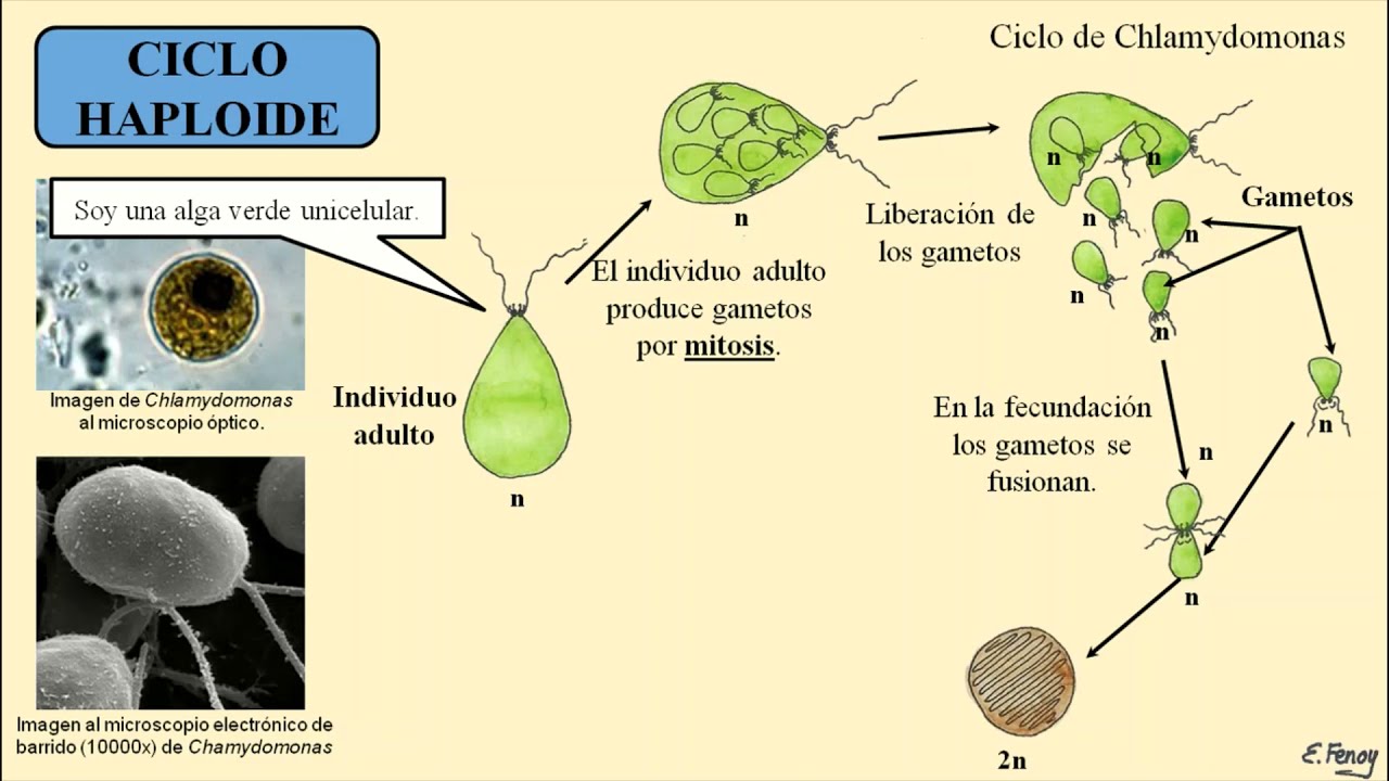 Ciclo Biológico: Diploide, haploide y diplohaploide