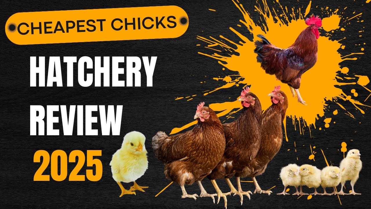 Hoovers, Meyer, Cackle? Best Online Hatchery for Ordering Baby Chicks? 7 Popular Sites Compared!