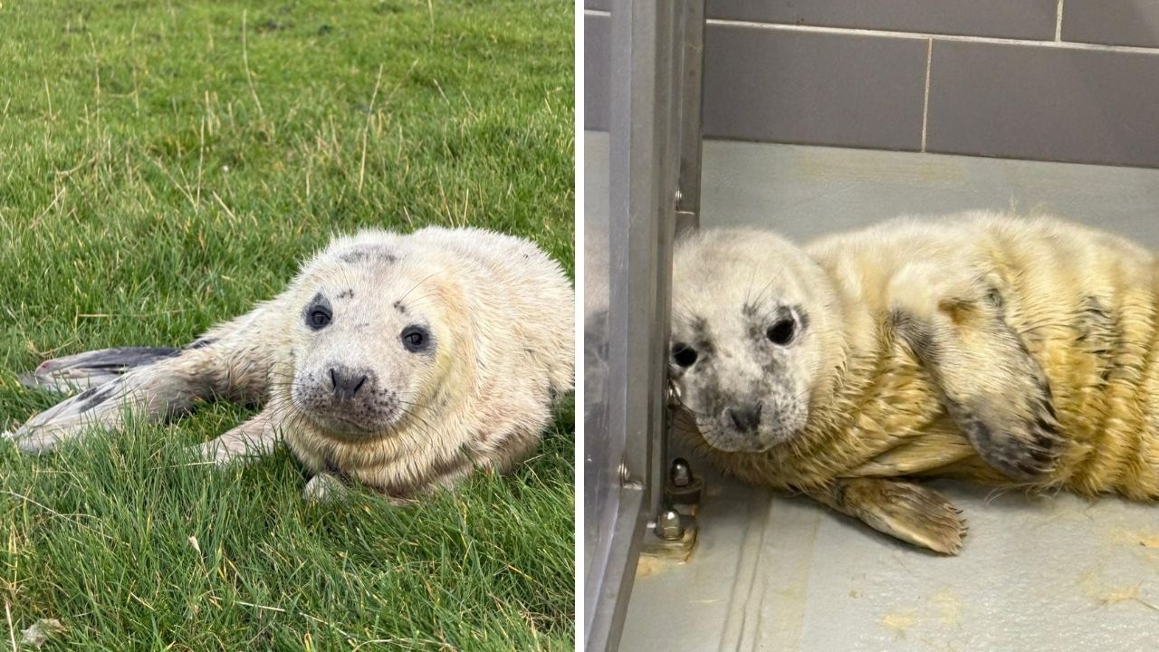 The release of Aslan & Lucy 🦭🌊❤️