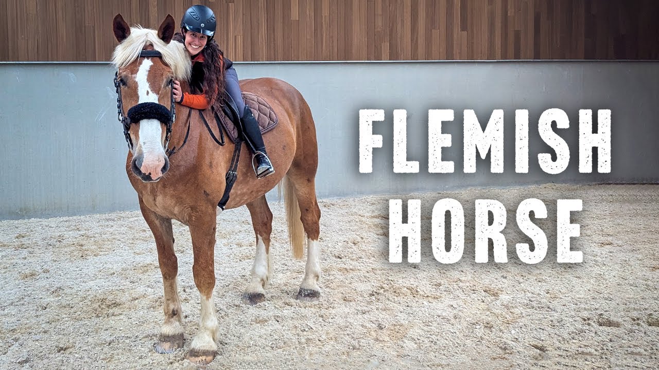 Riding the Flemish Draft Horse in Belgium (Vlaams Paard)