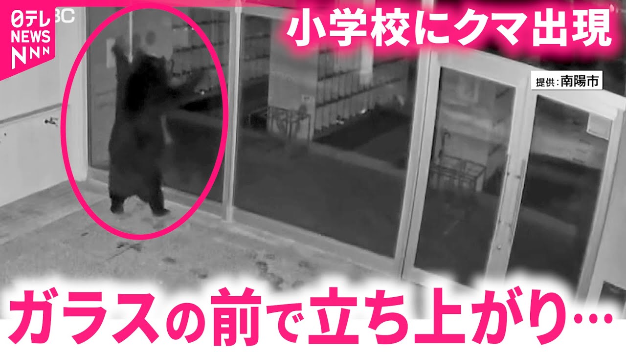 【クマ】突進してガラス粉々に… 小学校に熊出現 室内練習場にも　山形　NNNセレクション
