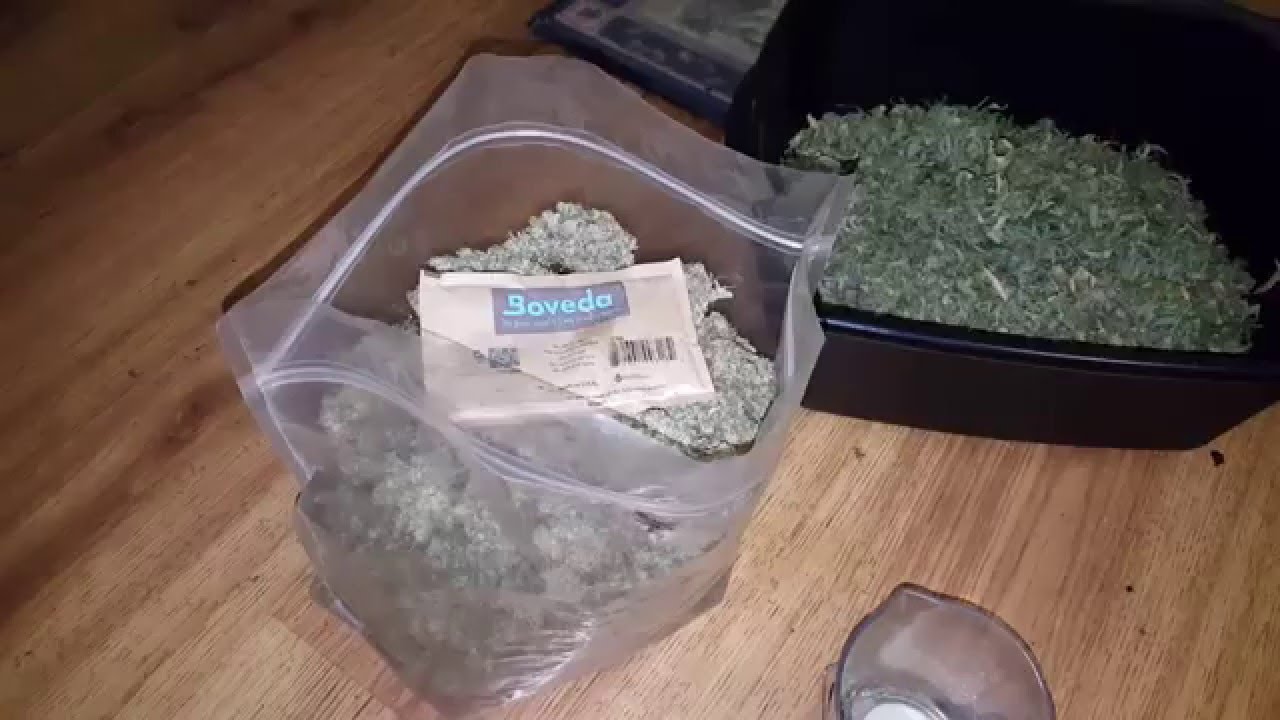 Largest auto Northern Lights yield    Royal Queen Seeds strain