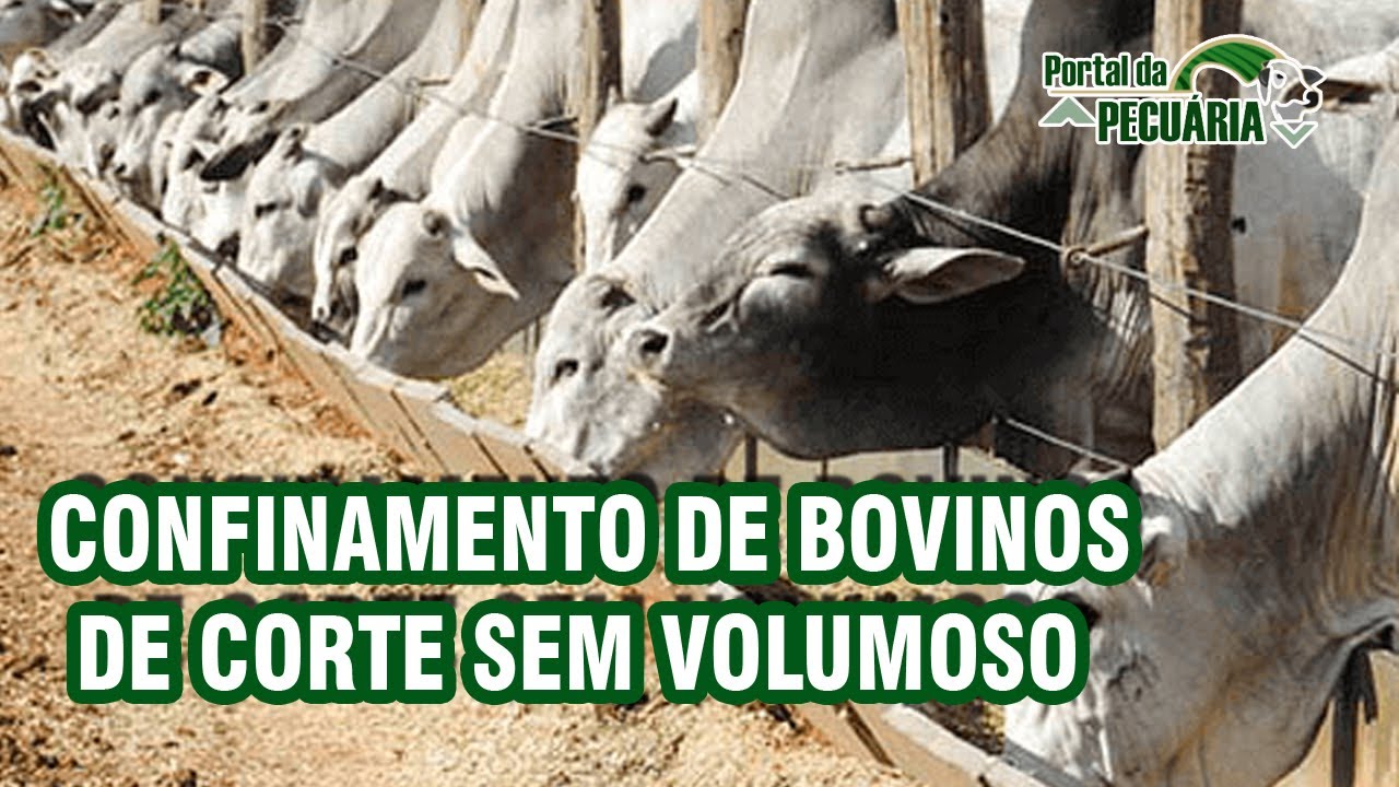 Confinamento de bovinos de corte - sem volumoso