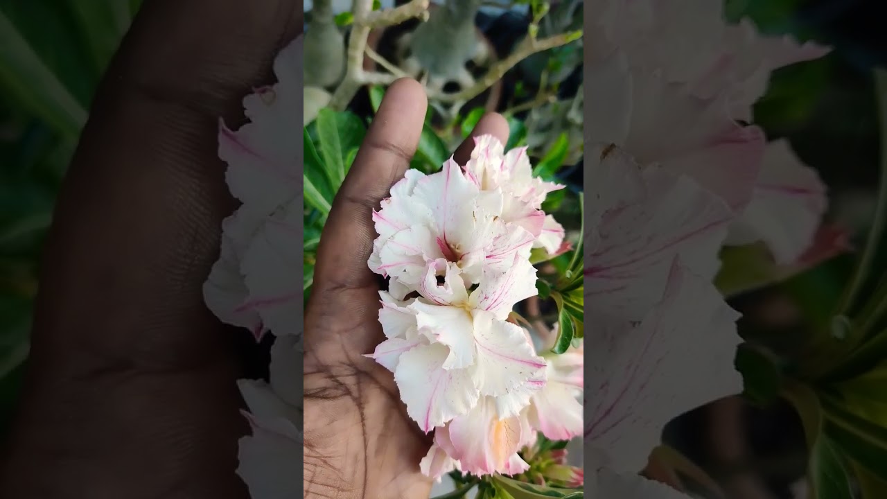 Adenium flowering tips