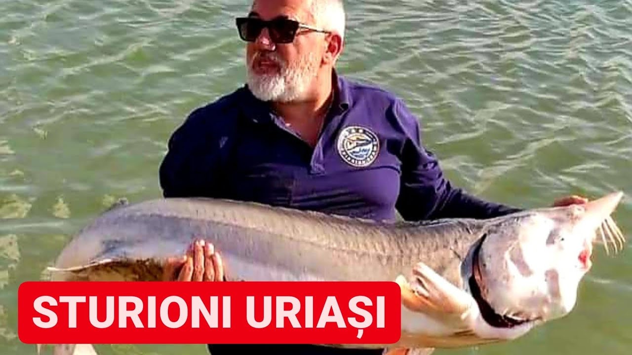 PESCUIT la STURION, am prins MORUNI uriași pe Lacul Sărulești cu SORIN CONSTANTINESCU la Răduță Lake