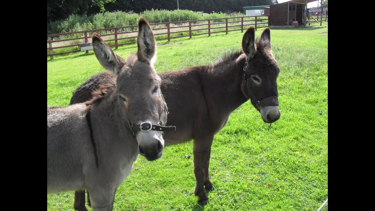 Donkeys - The Island Project