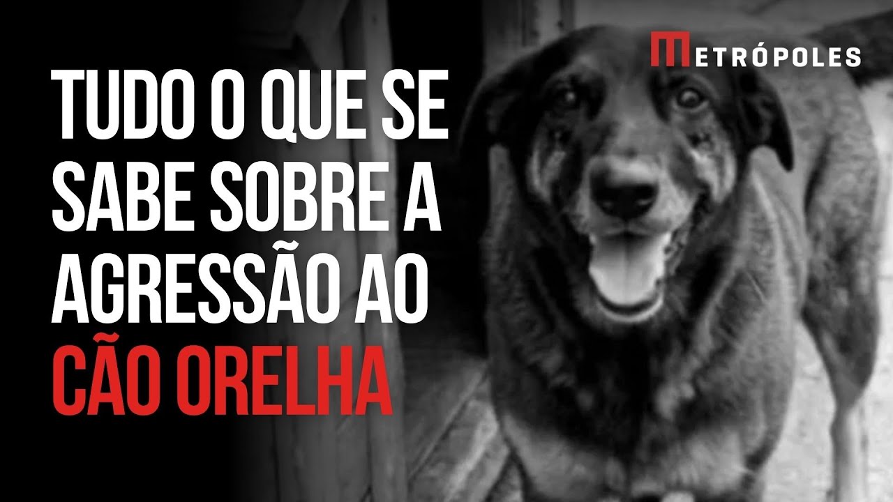 Cão Orelha: veja tudo o que se sabe sobre do animal agredido por adolescentes