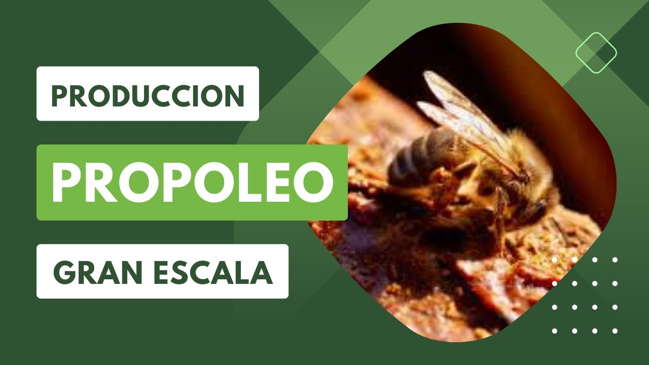 Sala de proceso de PROPOLEO a gran escala