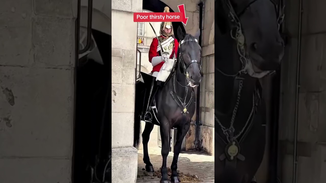 London Walk: This Royal Guard Horse Waited Hours For Water!