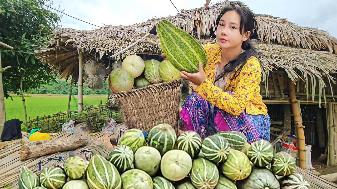 Young And Diligent, An 18-Year-Old Girl Picked Her Prized Melons To Sell At The Nearby Market.