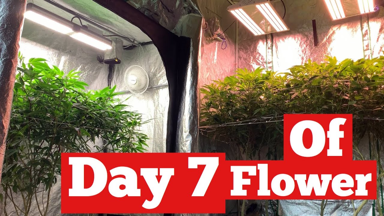 MARSHYDRO VS ELECTRICSKY DAY 7 OF FLOWER