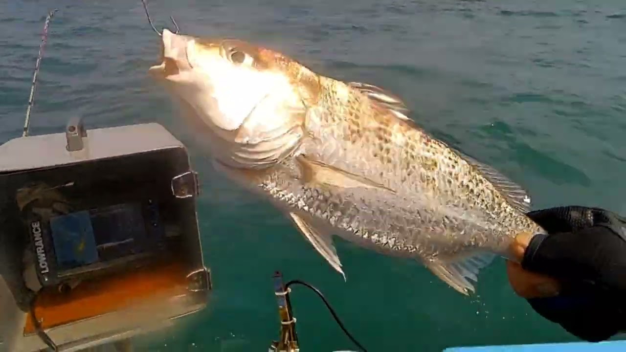 東石離岸風車鮐丫魚咬不停#鮐丫#嘉志#石班#鮸魚#泡棉船