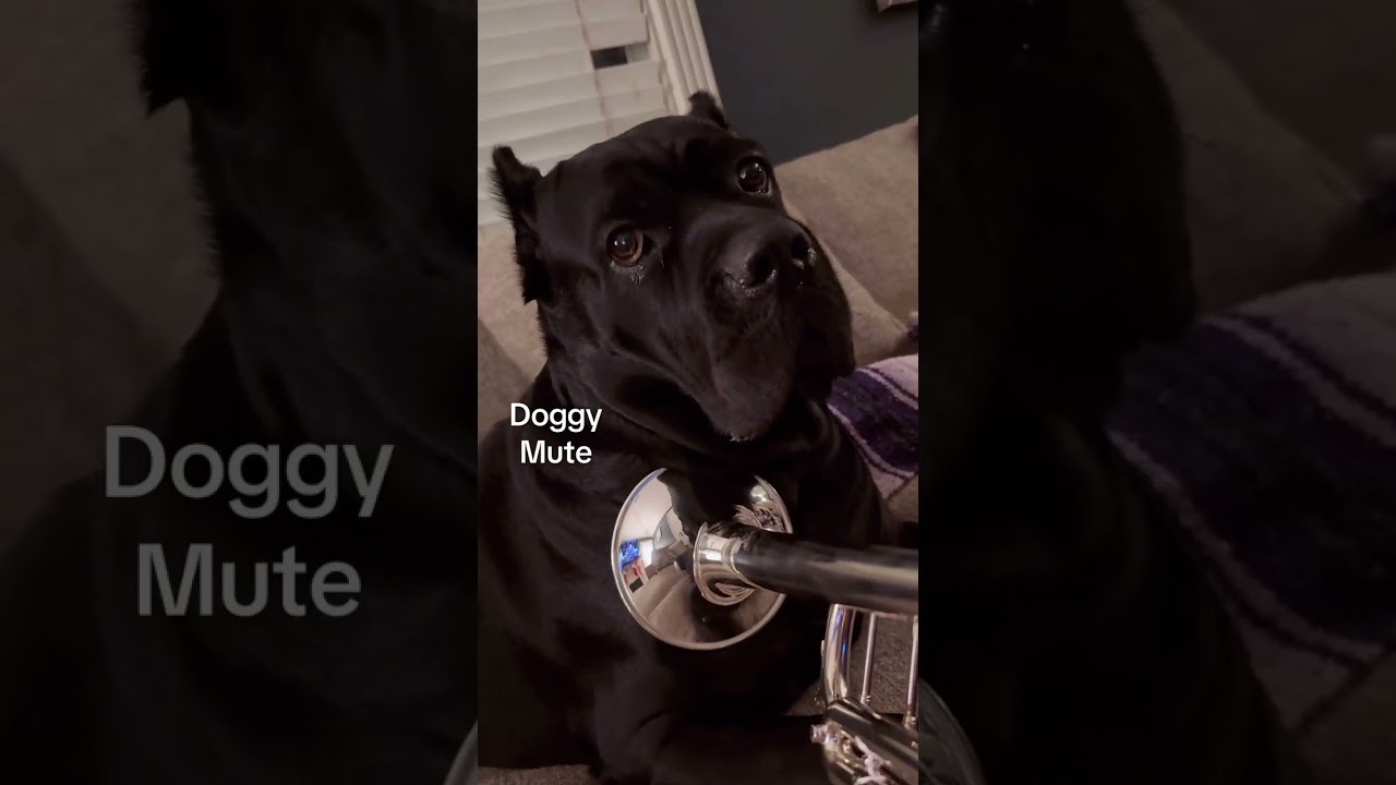 El perro sordina si existe