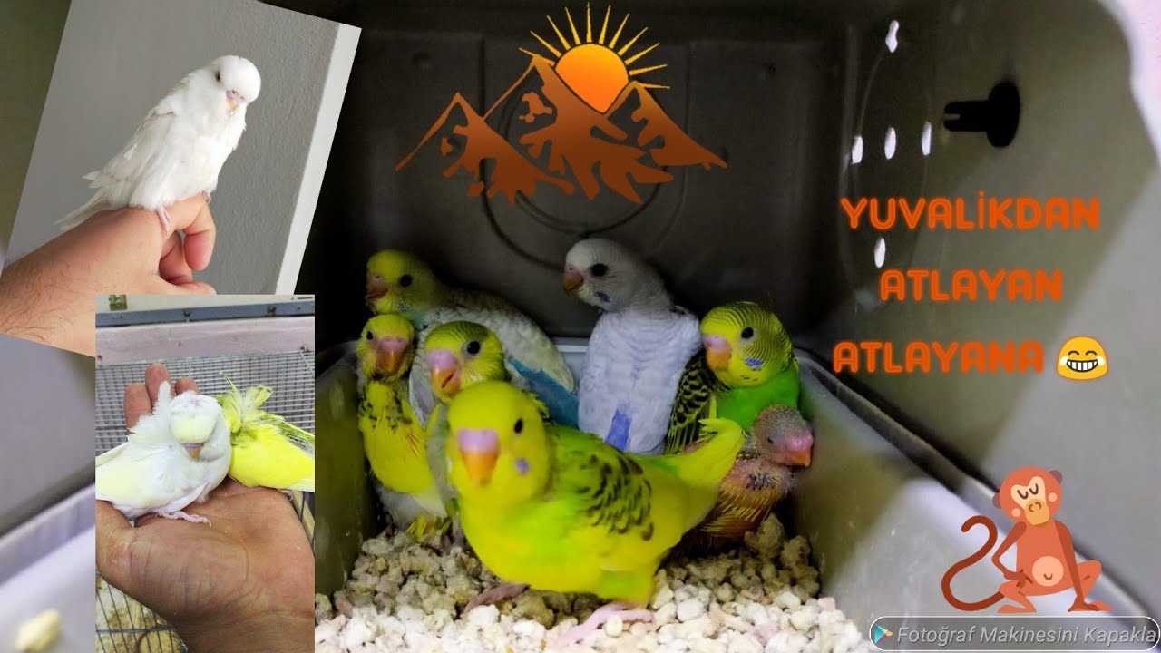 MUHABBET KUŞU YUVALİK KONTROL RAİNBOW YAVRU DOLU.YUVADAN ATLAMIŞLAR 😨