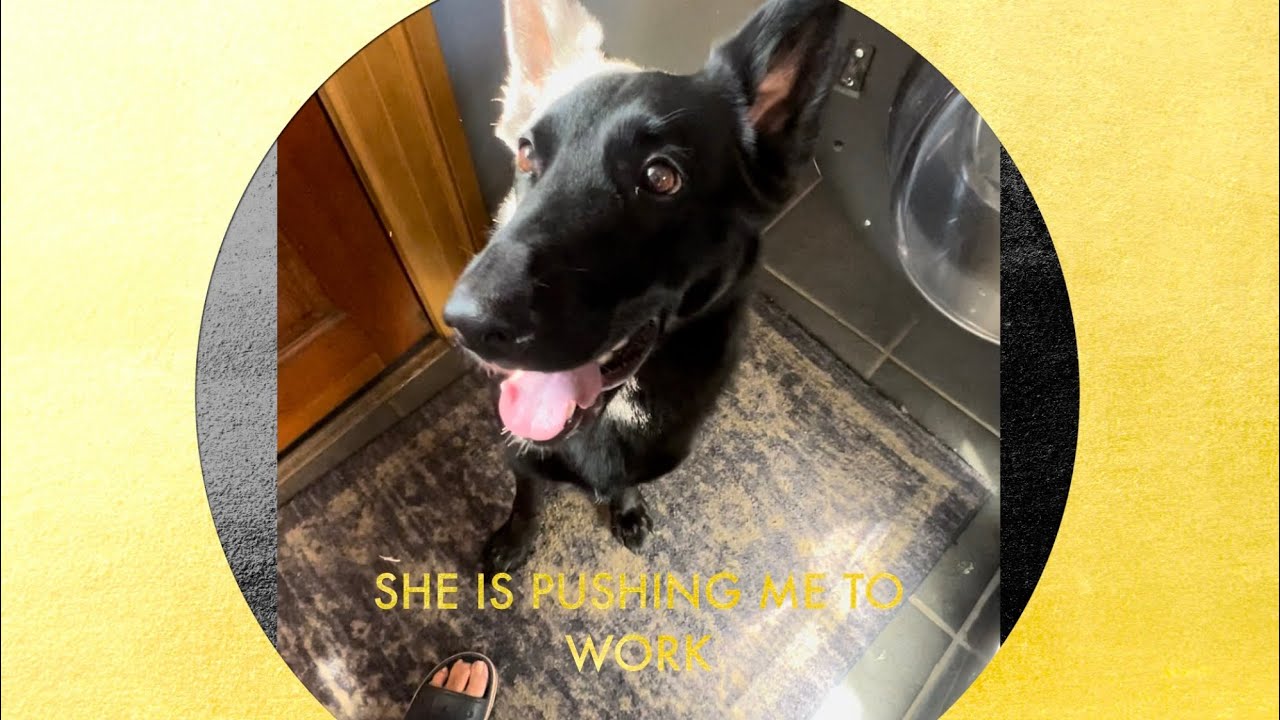 German Shepherd Becomes A Laundry Helper 🤩 How I Train Her 