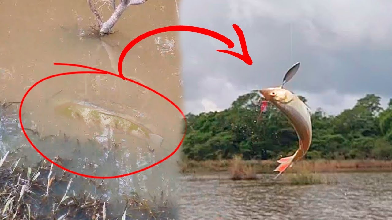 Alagados do Rio Gravataí na expectativa e realidade 🤣