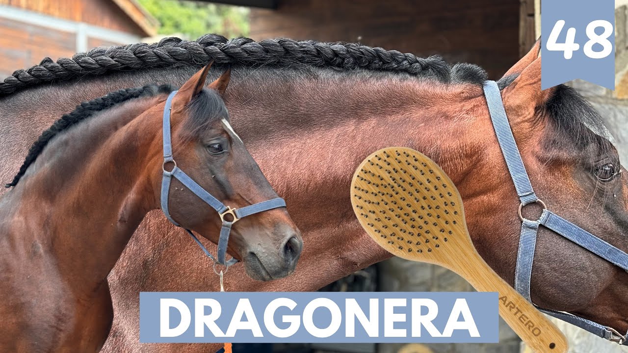 Como hacer una dragonera de tres cabos a tu caballo 🐴 , tipo de trenzado 🪮