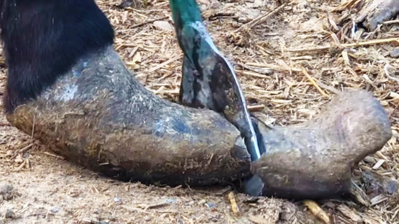 The donkey's hooves haven't been trimmed in 7 years, and they are curled up!【DONKEY HOOF SAVIOR】