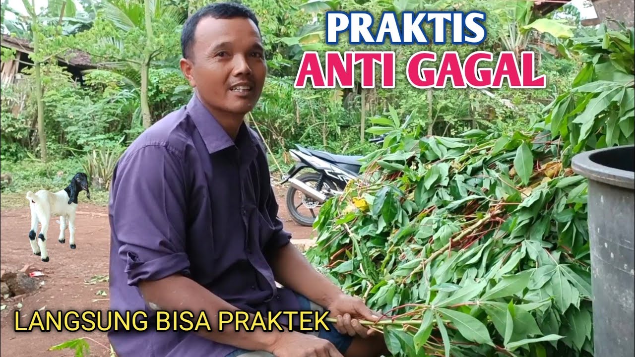 Tutorial Mudah Pembuatan Silase Tanpa Coper, Semua Bisa Langsung Praktek