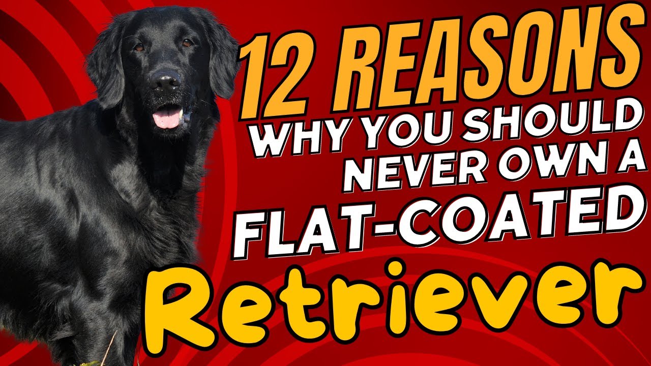 12 Reasons Why You Should NEVER Own a Flat-Coated Retriever🐕&zwj;🦺