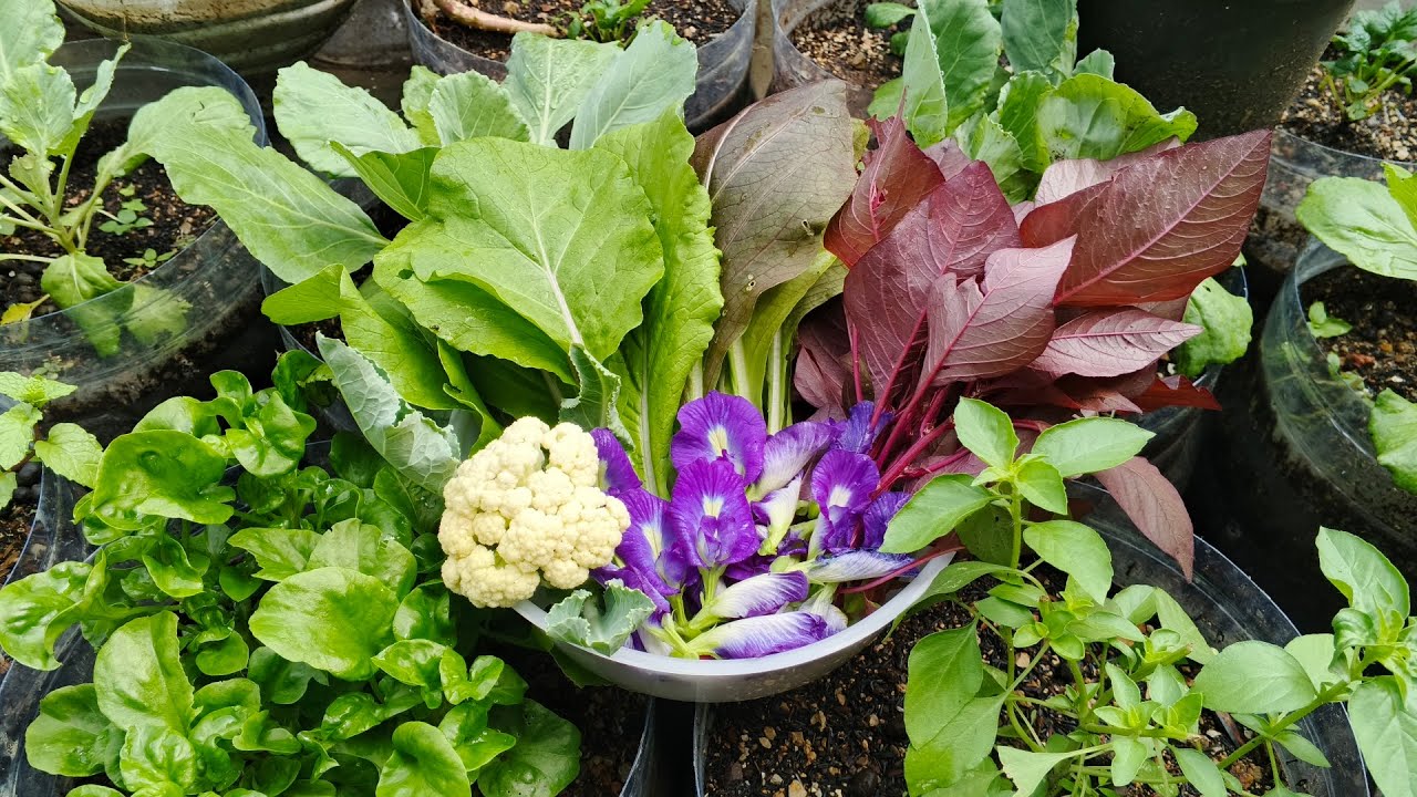Berkebun dimusim hujan, pindah tanam sawi manis hongkong, petik bunga kol, bunga telang, bayam, sawi