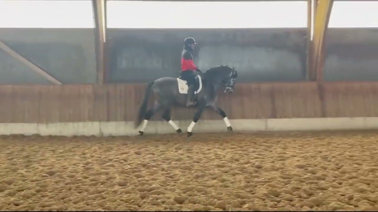 Valiente FS - dressage