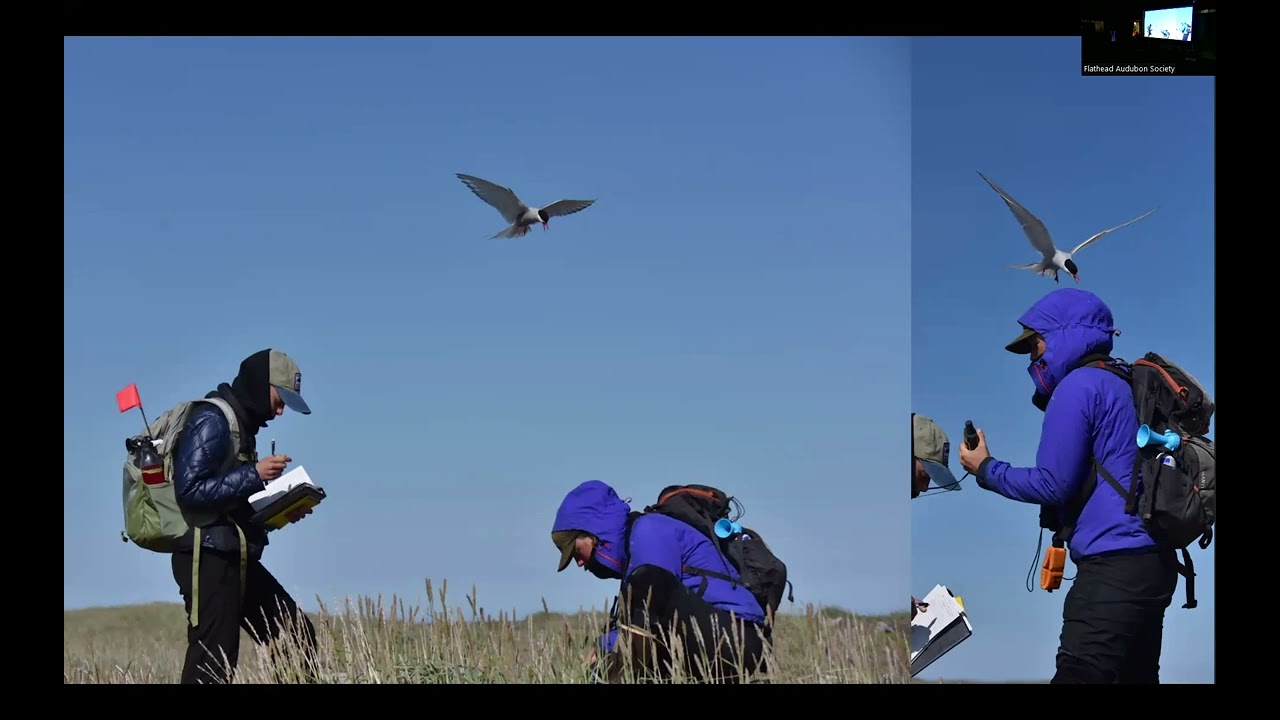 The Life and Science Behind Arctic Shorebird Nest Monitoring by Anna Von Duyke