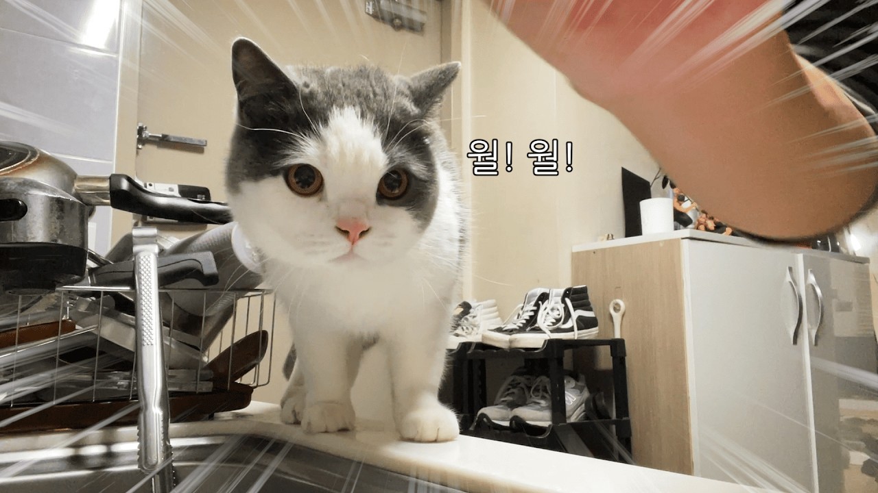 개냥이 브이로그