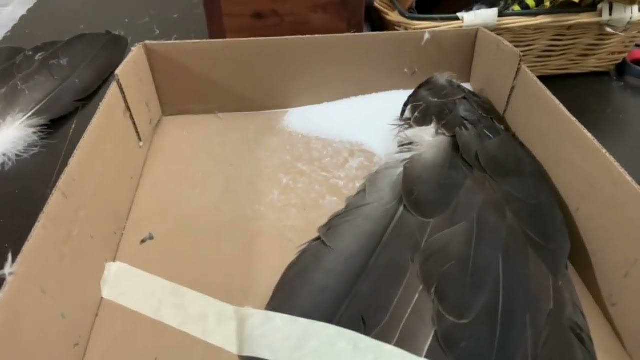 Curing Eagle Wing Tips
