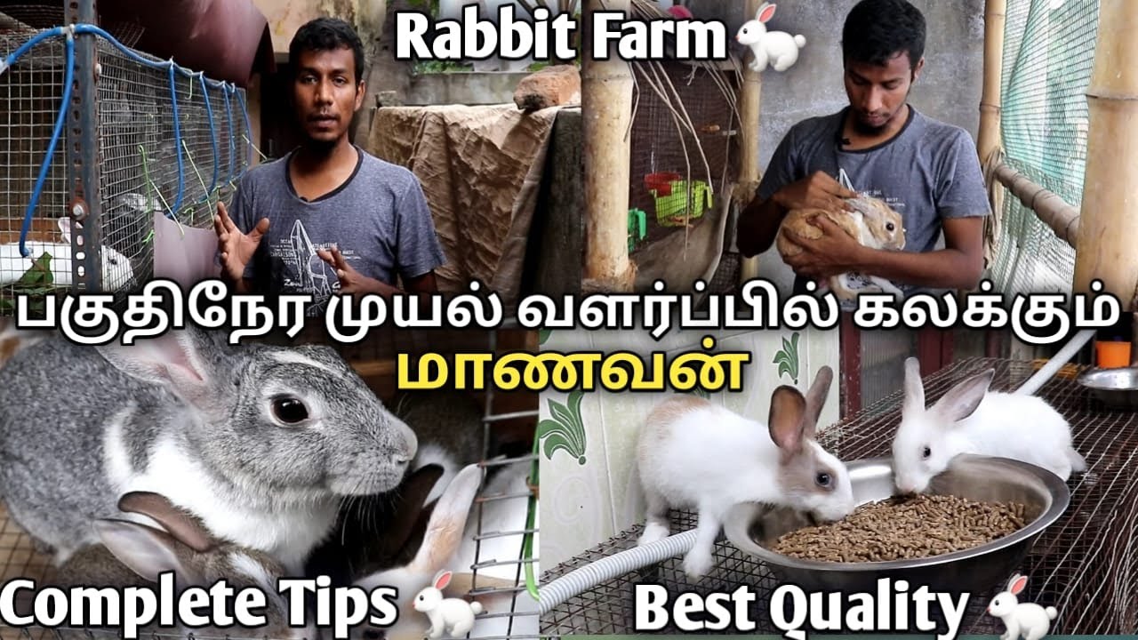 Rabbit Farm in  Chennai I முயல் பண்ணை