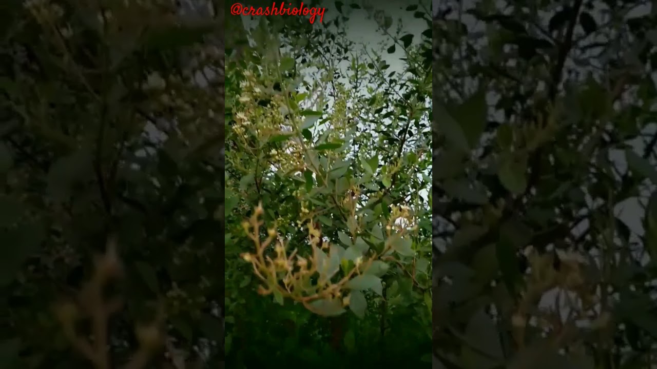 Henna (mehendi), botanical name - Lawsonia inermis, Family - Lythraceae#shorts#trending#viral#botany