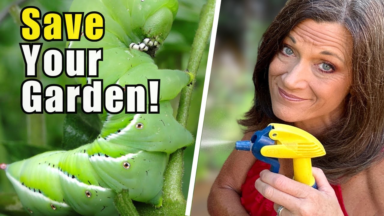 Bugs Eating Your Garden? Do This Before It’s Too Late