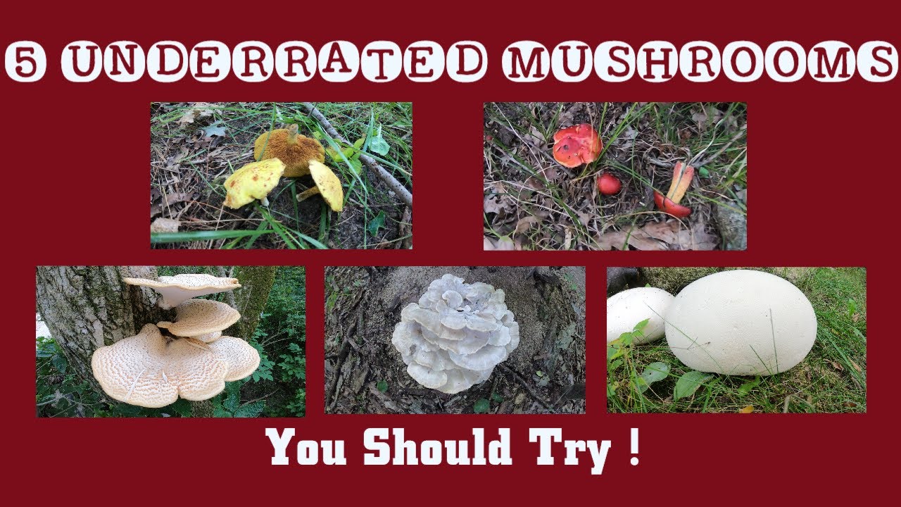 5 Underrated Mushrooms That Deserve A Second Look