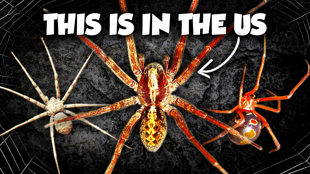 The Forgotten Venomous Spiders of the US