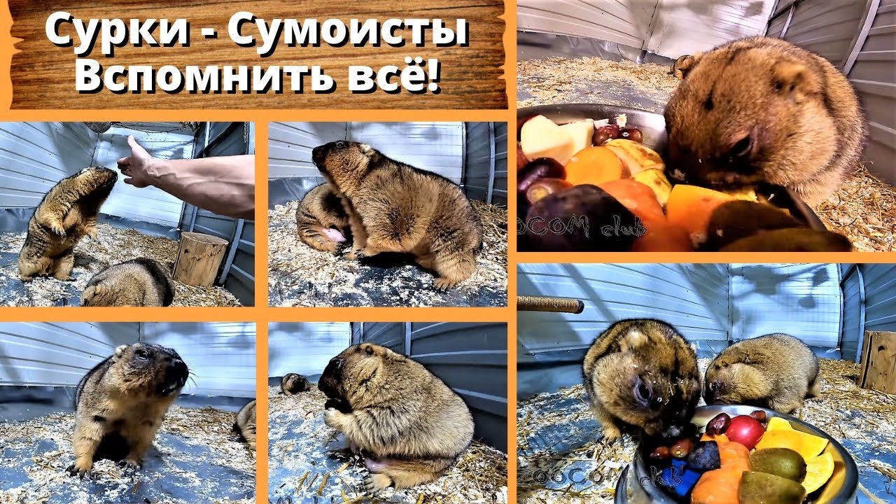 Сурки - Сумоисты: Вспомнить всё! Marmots - Sumo wrestlers. Engl subs