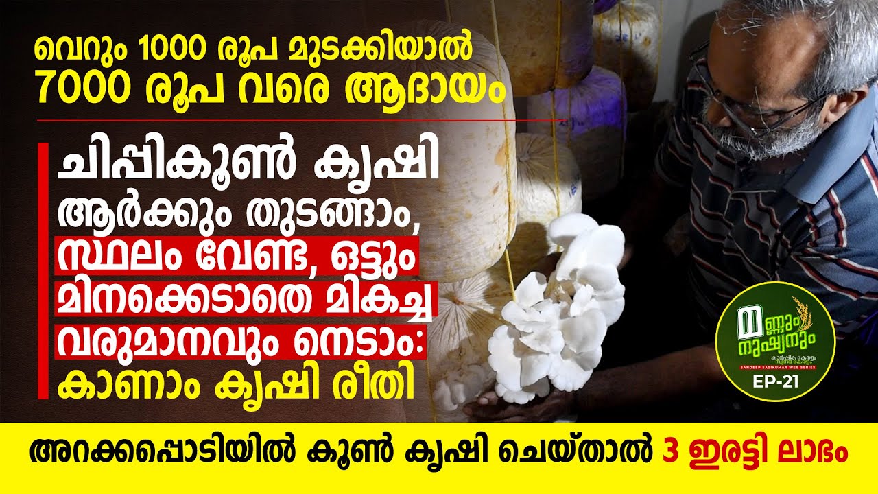 ചിപ്പികൂൺ കൃഷി ആർക്കും തുടങ്ങാം, സ്ഥലം വേണ്ട, ഒട്ടും മിനക്കെടാതെ മികച്ച വരുമാനവും: കാണാം കൃഷി രീതി