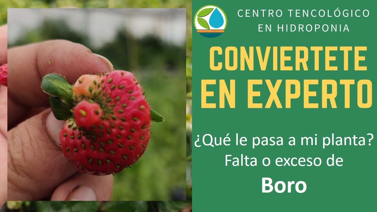 Boro falta o exceso cultivo fresa en hidroponia y suelo
