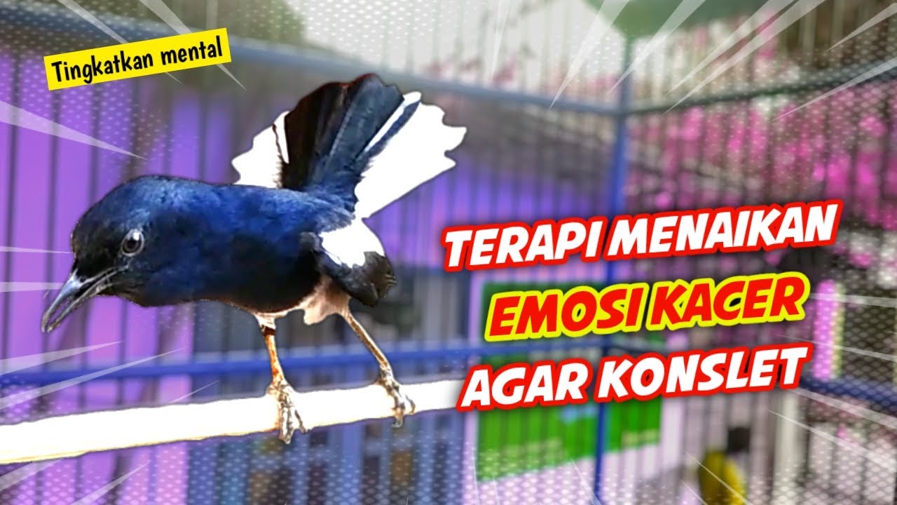 TERAPI MENAIKAN EMOSI KACER AGAR KONSLET !! PANCINGAN DAN TERAPI KACER GACOR FULL ISIAN AGAR KONSLET