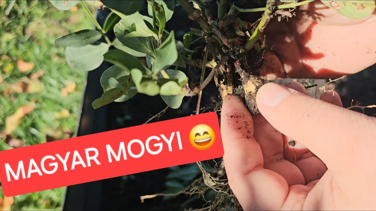 Kipróbáltam a földimogyoró termesztést!