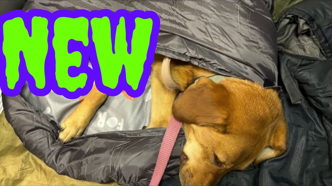 Dog Sleeping Bag review (ft. Dog)