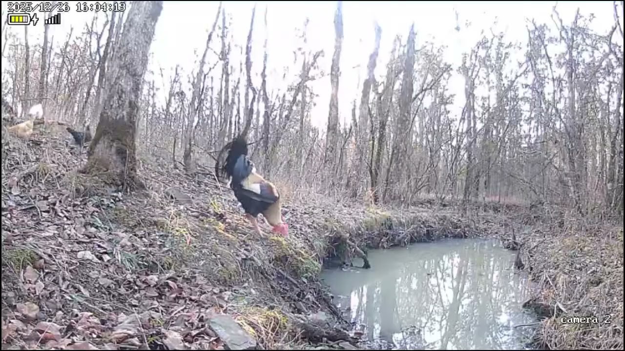 da woods   camera by the creek