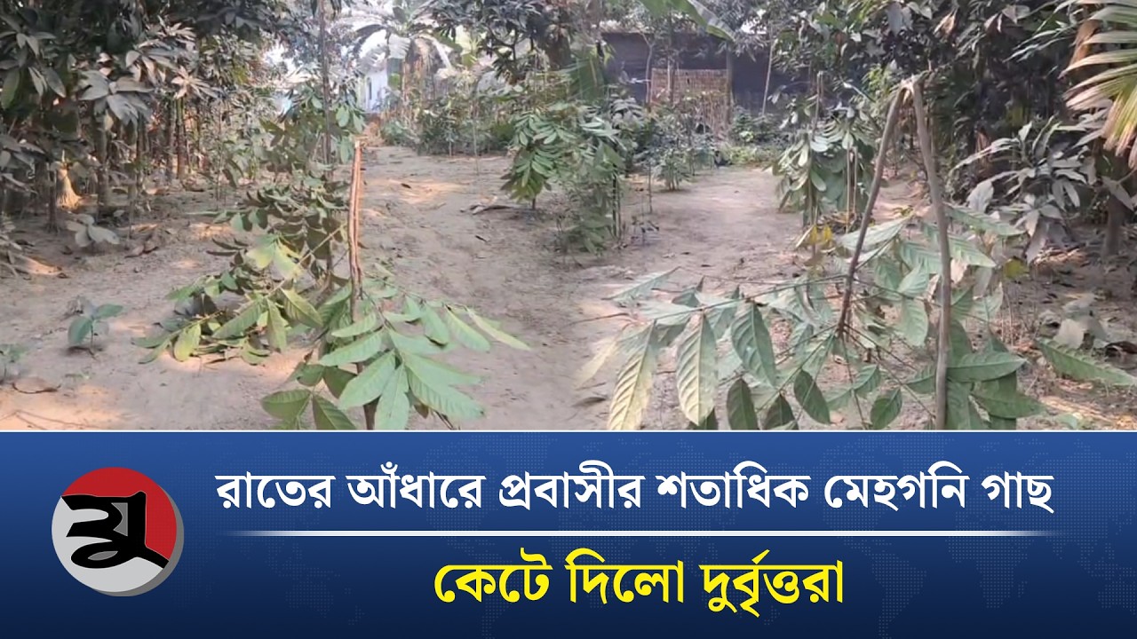 রাতের আঁধারে প্রবাসীর শতাধিক মেহগনি গাছ কেটে দিলো দুর্বৃত্তরা | Kisoreganj Crime News